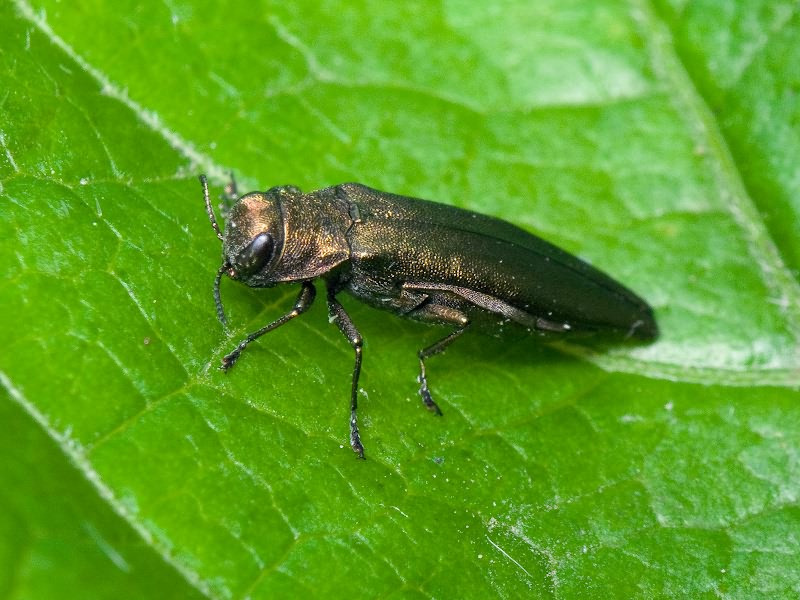 Agrilus suvorovi Obenberger, 1935